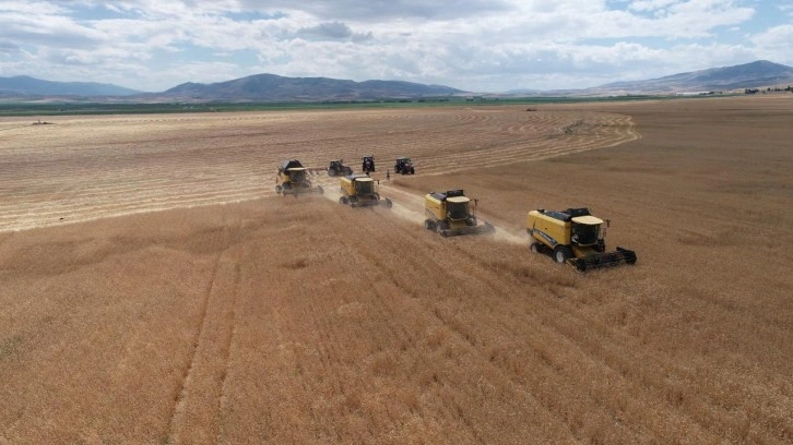 Gökhöyük'te tohumluk buğday hasadı başladı: 4 bin 500 ton üretim bekleniyor