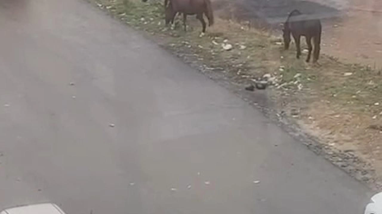 Görenler şaştı kaldı! Sokakta başıboş atlar koşturdu