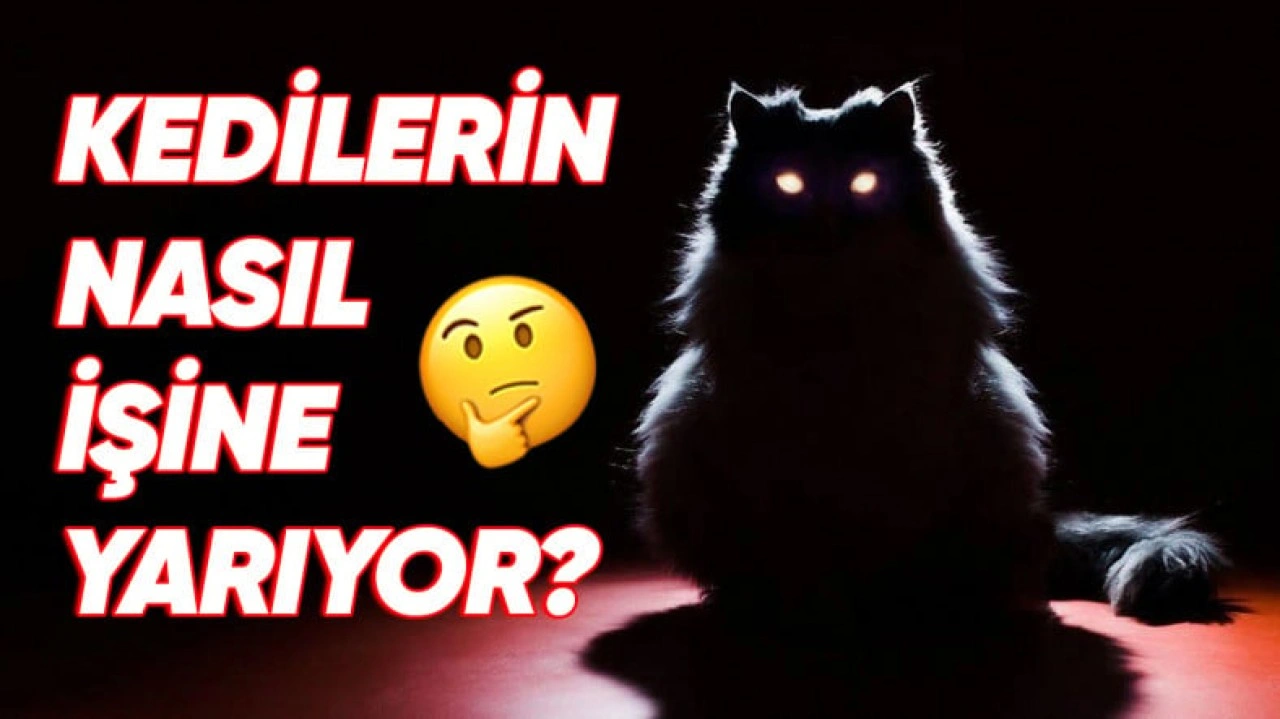 Gözlerimiz Karanlıkta Neden Kedilerinki Gibi Parlamıyor?