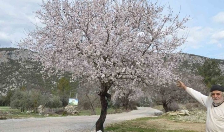 Güneşe aldanan badem ağaçları erken çiçek açtı