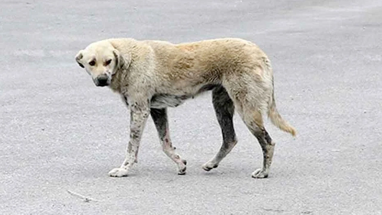 Hakkari'de sahipsiz köpeklerin saldırdığı kız çocuğunun ölümüyle ilgili soruşturma izni