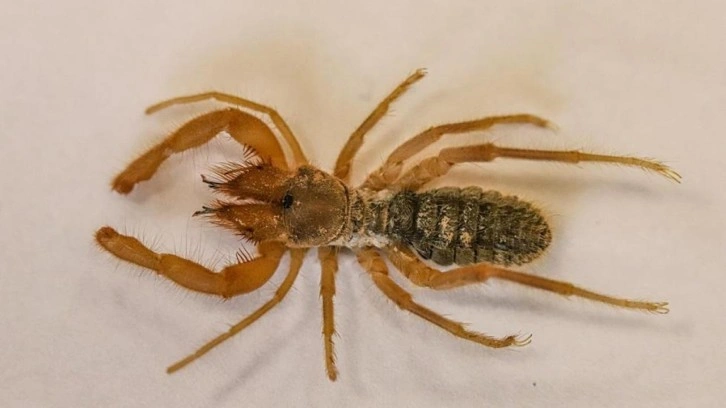 Hakkari'de yeni örümcek türü keşfedildi