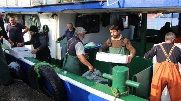 Hamsi bolluğu yaşanıyor: 500 kasa geliyor