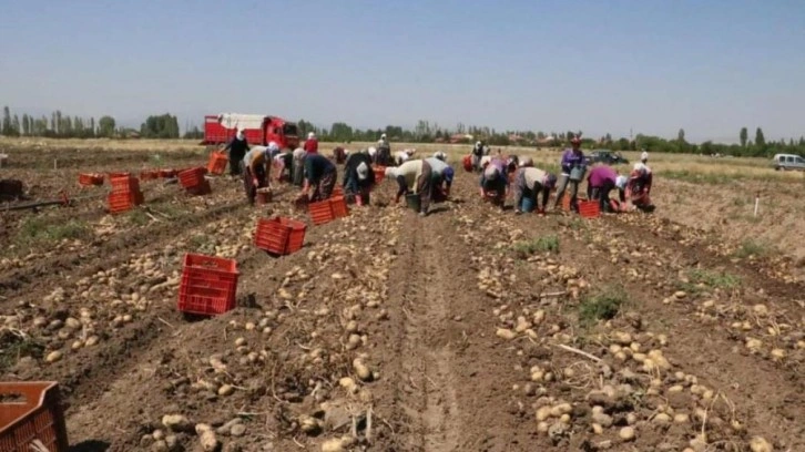 Hasadı başlayan patatesin kilogram fiyatı 9-11 lira arasında satılıyor