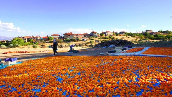 Hasadı biten kayısı "patik"le işçisine kazandırıyor