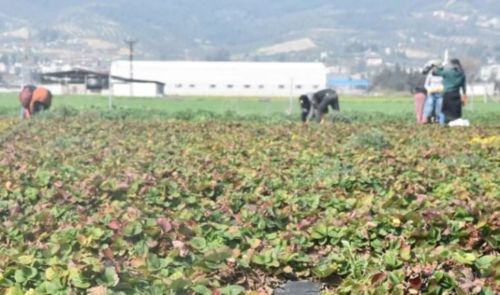 Hatay'da sebze hali açılamadı, marul ve şalgam tarlada kaldı