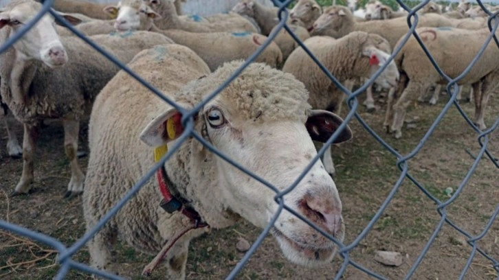 Hayvan pazarlarının kapalı olması üreticiyi düşündürüyor