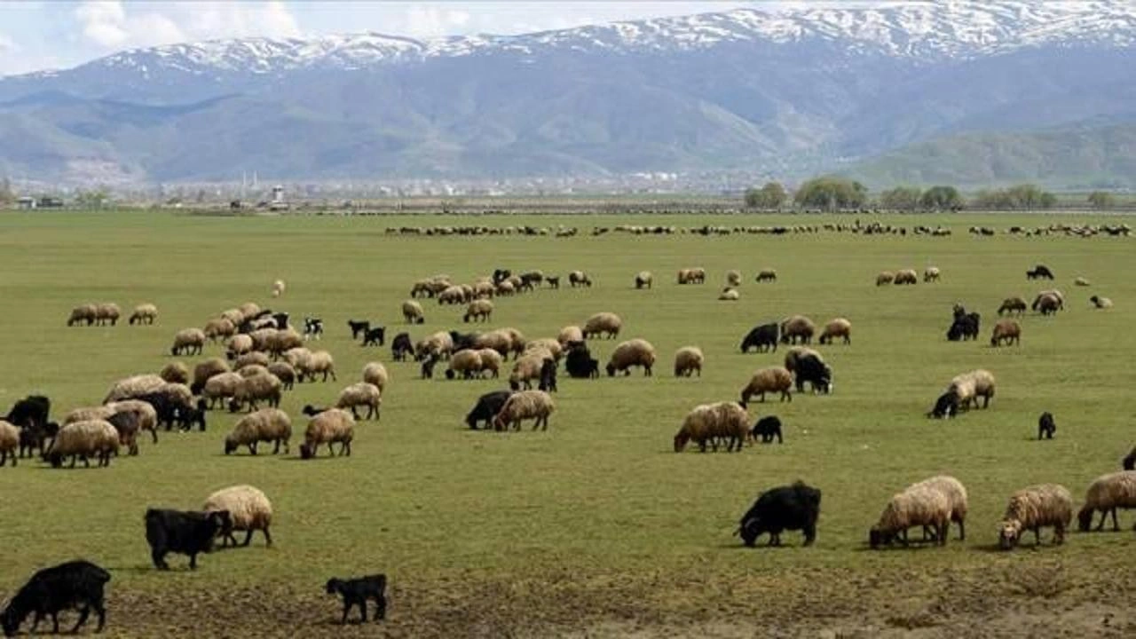 Hayvancılığa Destek Projesi kırmızı et üretimini artıracak