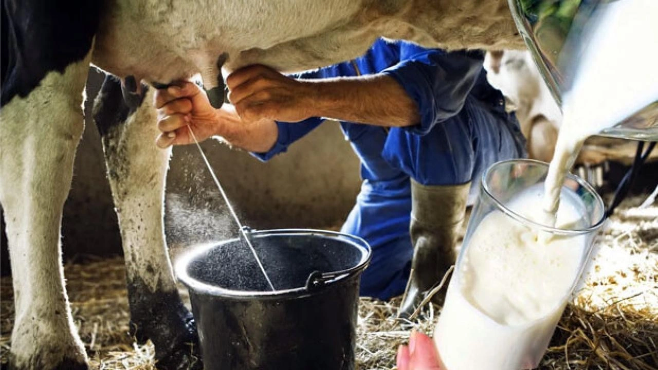 Her duyduğunuza inanmayın! Çiğ süt tüketmek zararlı mı?