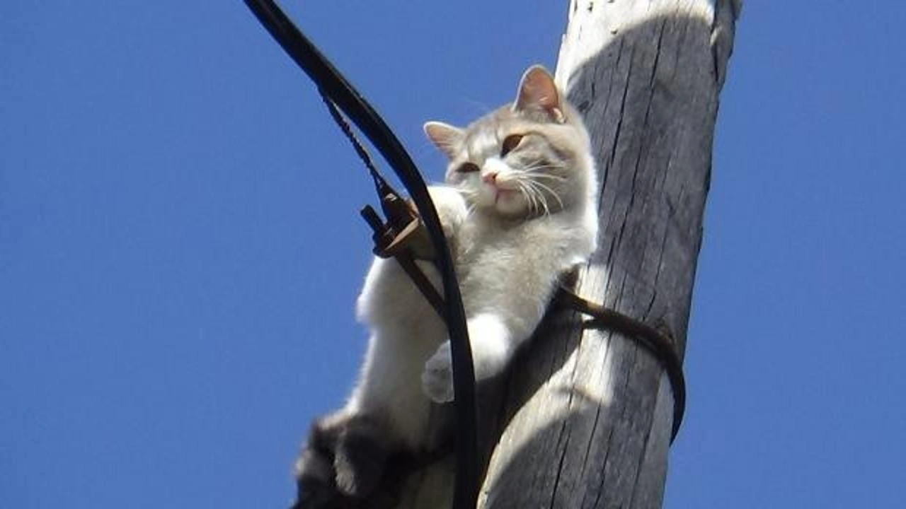 İki gündür aç susuz! Direkte mahsur kalan kedi kurtarıldı