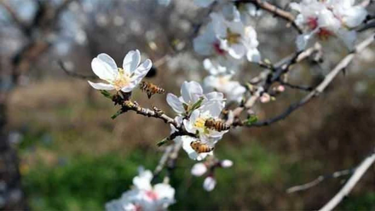 İkinci cemre bugün düşüyor