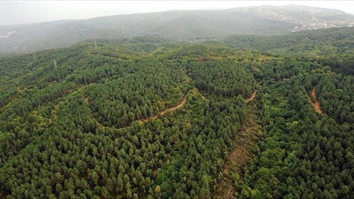 İklim krizi yangın rejimini değiştirirken orman yangınları ısınmayı artırıyor