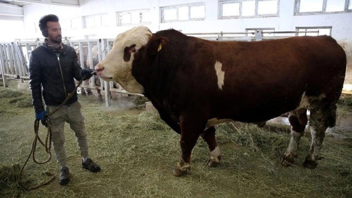 İlk boğa sperması ihracatı Azerbaycan'a yapıldı!