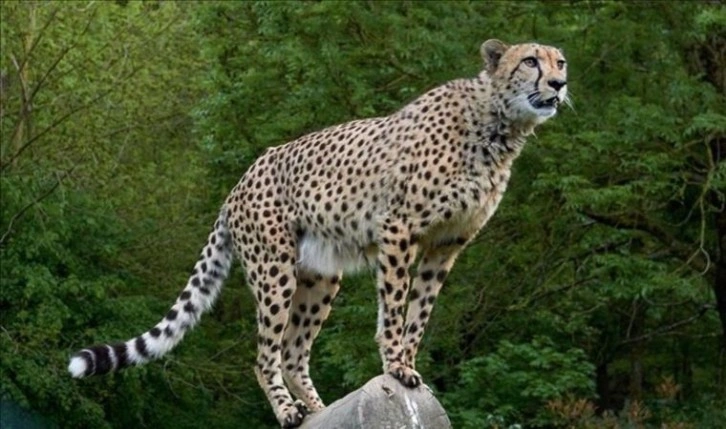 India reintroduces cheetahs after 70 years of extinction