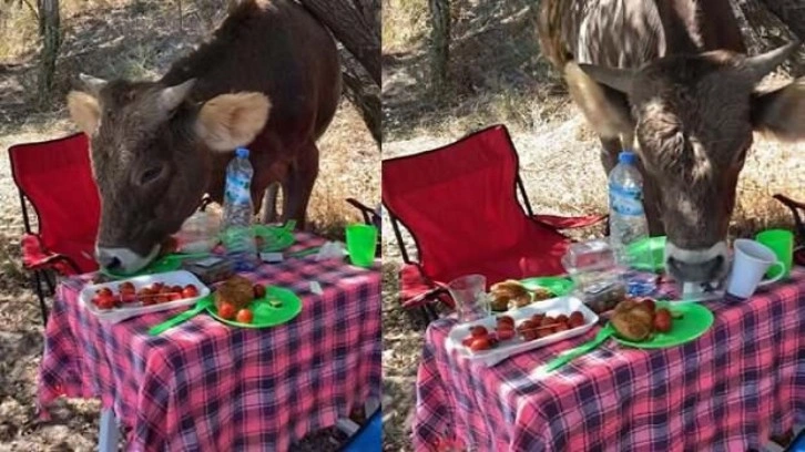 İnek, piknikçilerin masasındakileri yedi