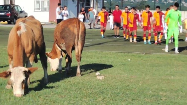 İnekleri görenler gözlerine inanamadı! Ümraniyespor-Galatasaray maçı öncesi olay görüntü