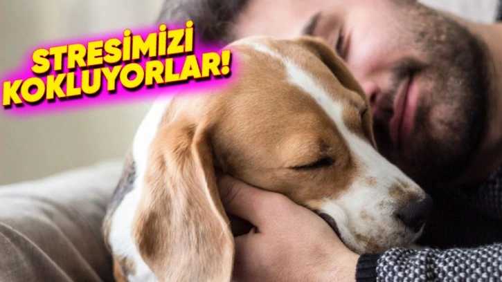 İnsanların Stresli Olması, Köpeklerin Duygularını Etkiliyor