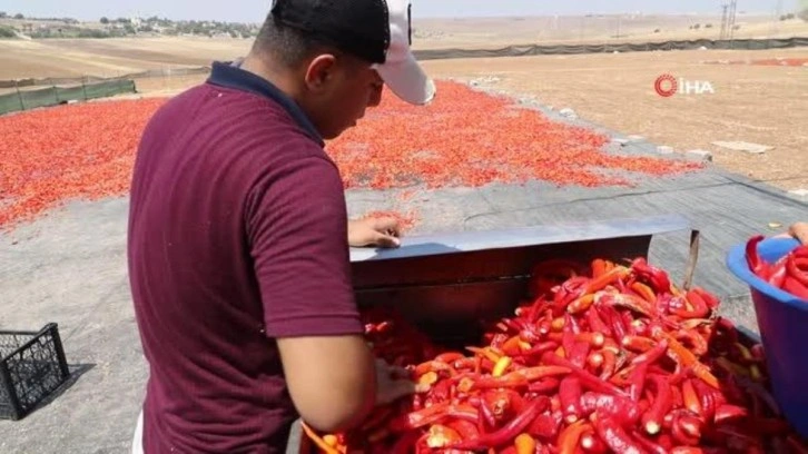 İsot işçisi kadınlar, güneş çarpması konusunda bilgilendirildi