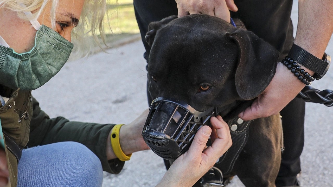 İstanbul'da pitbull polise saldırdı