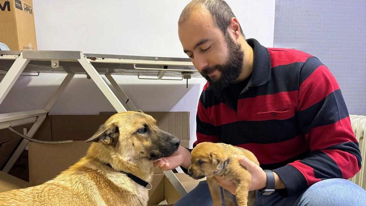 İstanbul'da sahipsiz köpek ölmek üzere olan yavrusunu veterinere getirdi