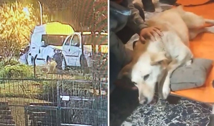 İstanbul'da köpeğe silahlı saldırı!