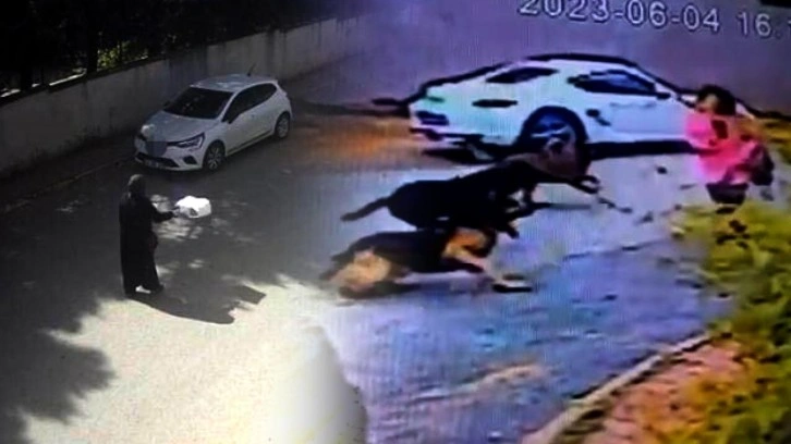 İstanbul'da korkunç olay: Başıboş sokak köpekleri kadınlara dehşeti yaşattı