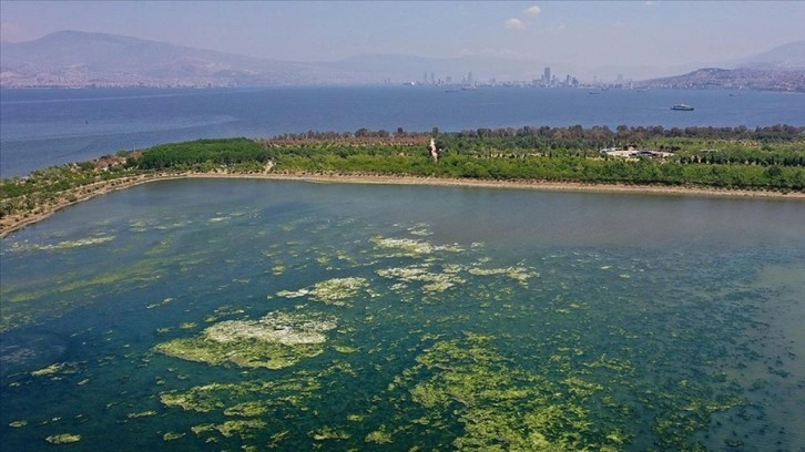 İzmir Körfezi'nde kötü koku ve balık ölümleri: Belediyeden açıklama