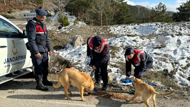 Jandarma, zorlu kış şartlarında sokak hayvanlarını unutmadı