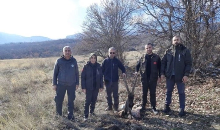 Kaçak yaban keçisi avlayan 4 kişi, kan izlerinden yakalandı