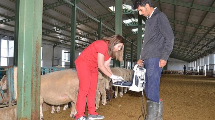 Kadın girişimci devlet desteğiyle kurduğu çiftlikte 1000 koyuna ulaştı