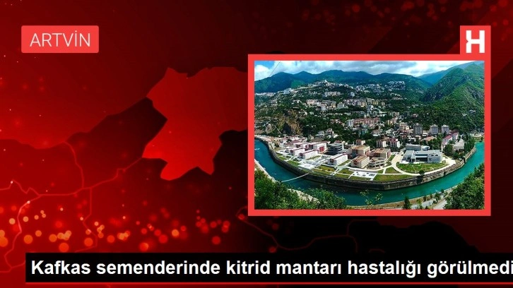 Kafkas semenderinde kitrid mantarı hastalığı görülmedi