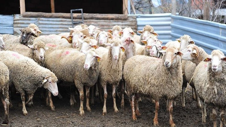 Kahramanmaraş'ta şap karantinası başlatıldı