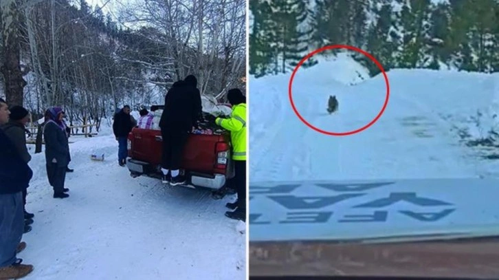 Kahramanmaraş'ta yolunu kaybeden yardım ekibine bölgedeki bir köpek rehberlik etti