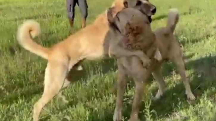 Kangal görüntüleri büyük tepki çekti! Savcılık soruşturma başlattı