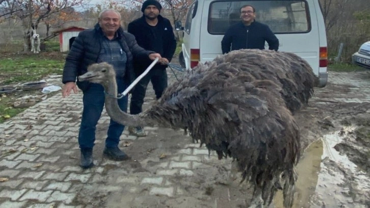 Kara yolunda deve kuşu paniği yaşandı