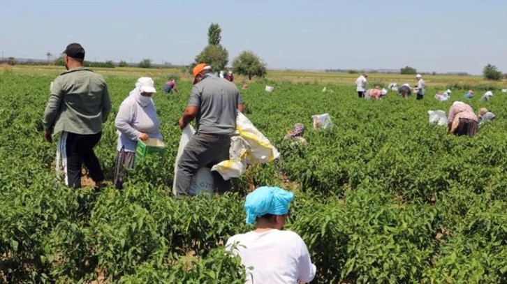 Karaağaç biberinin hasadı başladı! Kurutulduktan sonra kilosu 400 TL'ye satılacak