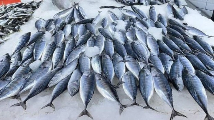 Karadeniz'de deniz suyu sıcaklığı balık avcılığını olumsuz etkiledi