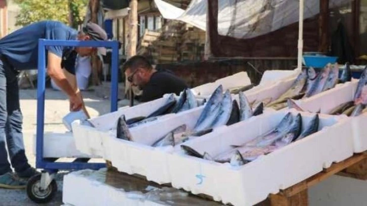 Karadeniz'de palamut bolluğu: Tonlarca balıkla dönüyorlar