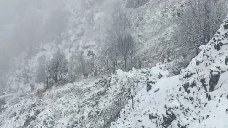 Karlı dağlarda yem arayan yaban keçileri görüntülendi