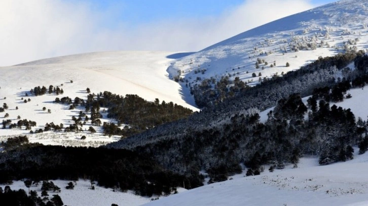 Kars’ın sarıçam ormanları kış manzarasıyla büyüledi