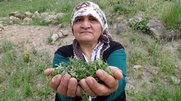 Kars'ta 2 bin 500 rakımda zahter bereketi yaşanıyor