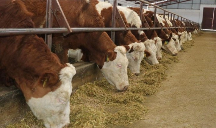 Kars'ta 'şap hastalığı' alarmı: Canlı hayvan pazarları kapatıldı