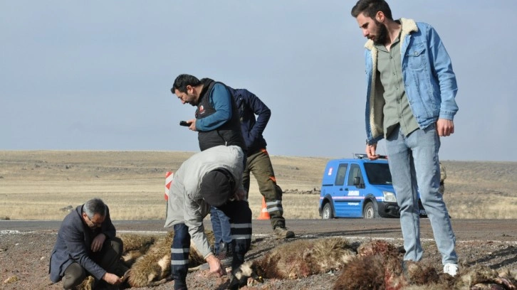 Kars’ta tur midibüsü hayvan sürüsüne çarptı, 25 koyun telef oldu