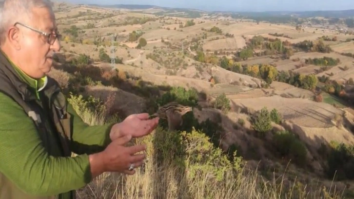 Kastamonu'da yaralı halde bulunan bıldırcın, sağlığına kavuştu