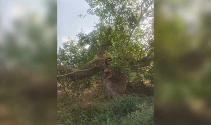 Kayalar Köyü'ndeki 600 yıllık tarihi çınar yıkıldı