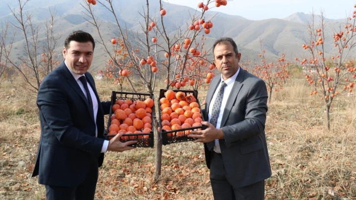 Keban’da Trabzon Hurması hasadı yapıldı