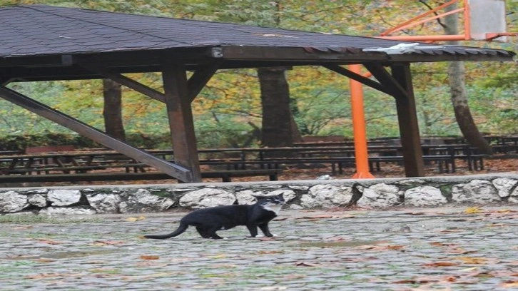 Kedi ile dron arasında ilginç anlar yaşandı, görenleri güldürdü