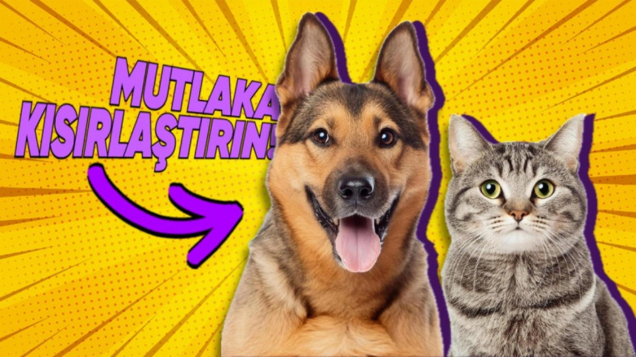 Kedi ve Köpekleri Kısırlaştırmanın Faydaları