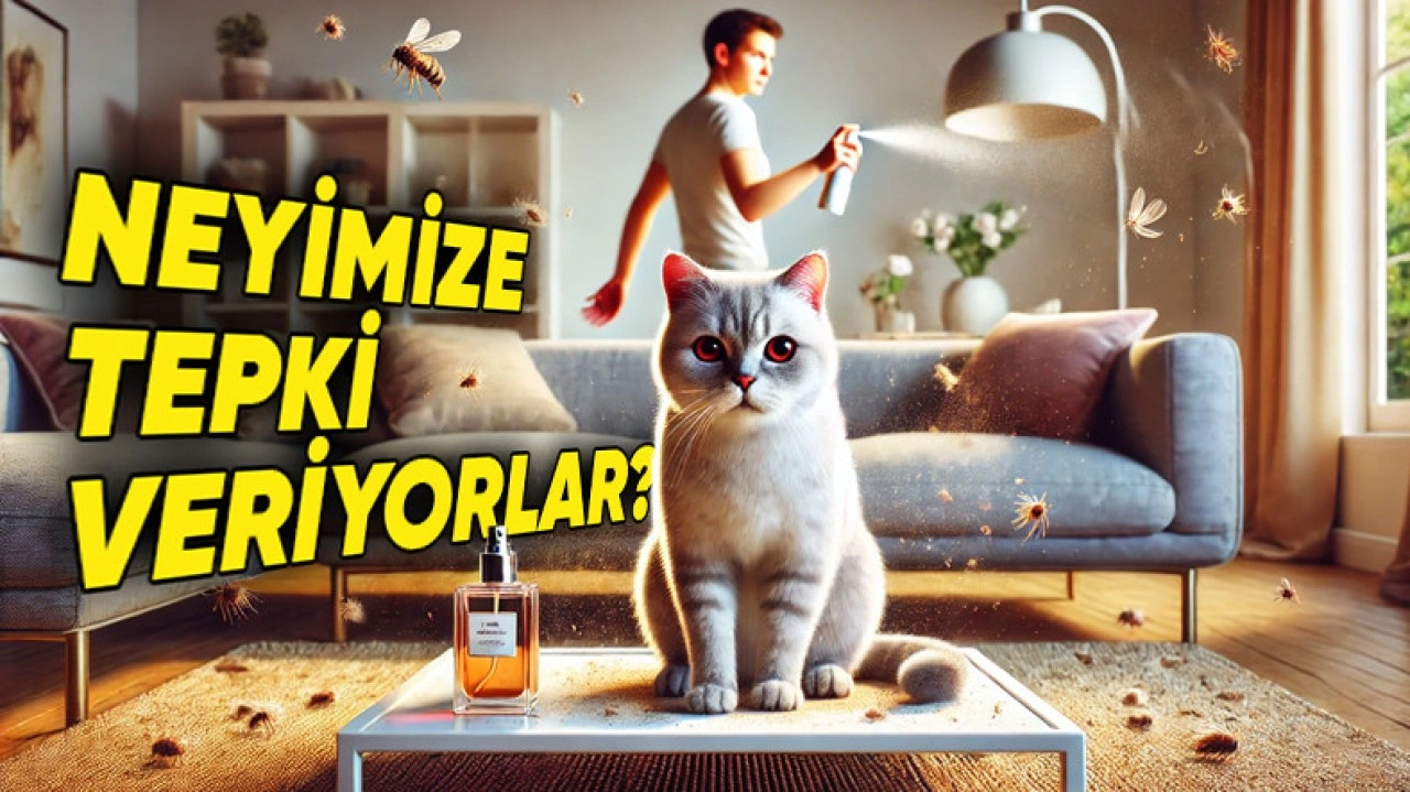 Kedi ve Köpeklerimizin İnsanlara Karşı Alerjisi Olabilir mi?