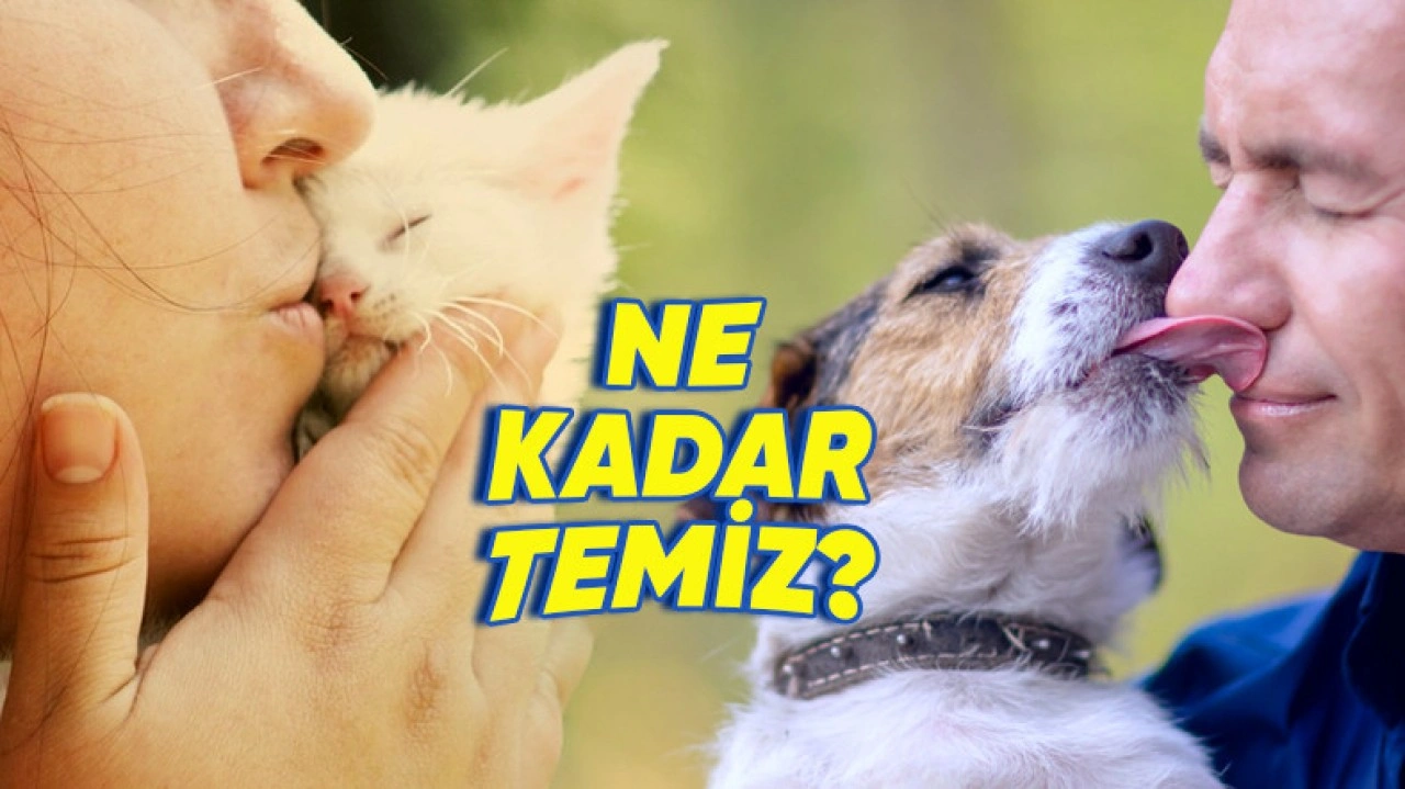 Kedi ve Köpeklerin Dili İnsanlardan Daha mı Temiz?